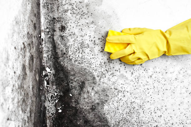 Best Black Mold Removal  in Balch Springs, TX